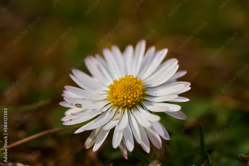 Fototapeta premium Mayweed (false chamomile) closeup