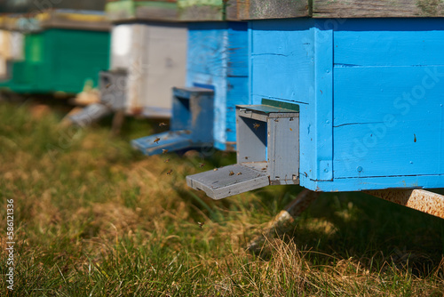 Bees flying around the hives