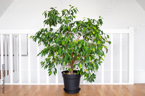 Beautiful lush houseplant Ficus benjamina, commonly known as weeping fig, benjamin fig or ficus tree growing in modern white home room.