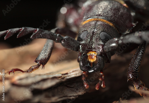 Macro portrait of longhorn beetle © abet
