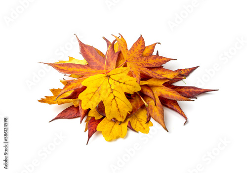 Autumn leaf pile isolated. Colored autumn tree leaves  yellow orange foliage  fall leaf heap