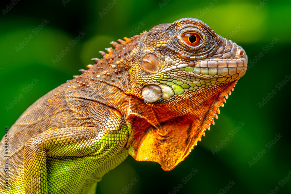 Fototapeta premium Super red Iguana is a type of lizard that lives in tropical areas of Central and South America and the Caribbean