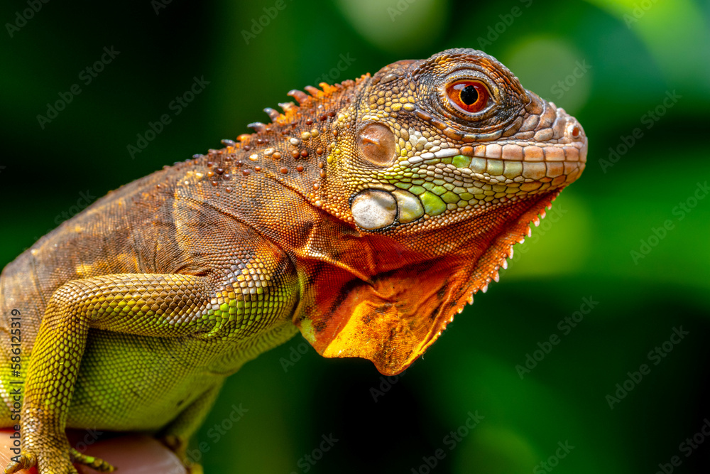 Fototapeta premium Super red Iguana is a type of lizard that lives in tropical areas of Central and South America and the Caribbean