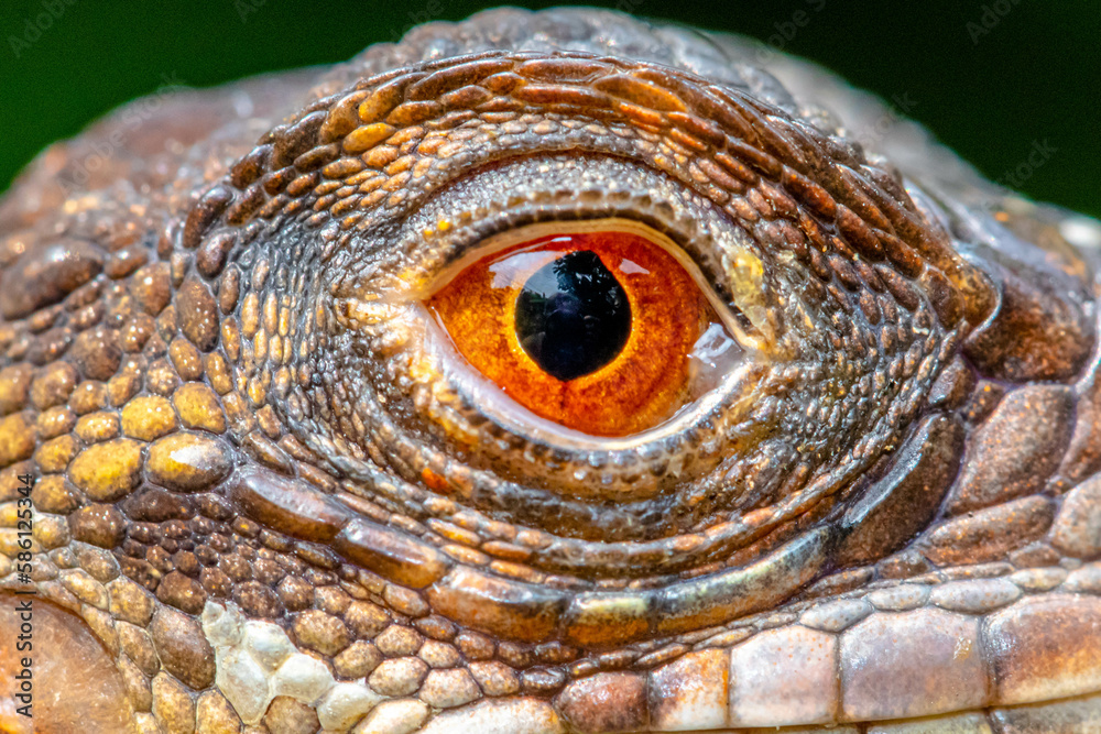Fototapeta premium Super red Iguana is a type of lizard that lives in tropical areas of Central and South America and the Caribbean