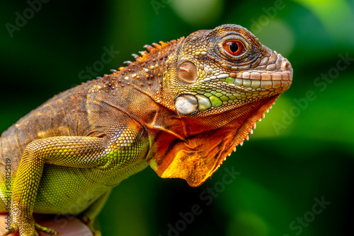 Super red Iguana is a type of lizard that lives in tropical areas of Central and South America and the Caribbean