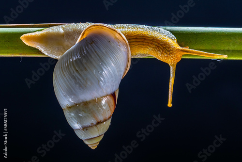 Amphidromus roseolabiatus is a genus of tropical air-breathing land snails, photo