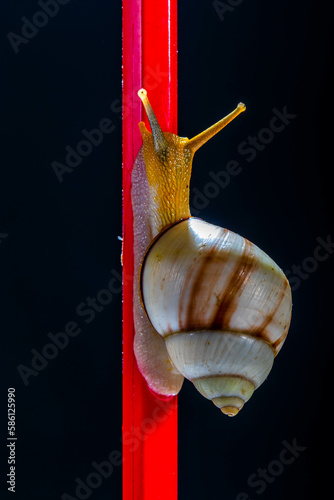 Amphidromus roseolabiatus is a genus of tropical air-breathing land snails, photo