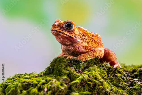 Duttaphrynus melanostictus is commonly called Asian common toad  Asian black-spined toad  Asian toad  black-spectacled toad  common Sunda toad  and Javanese toad.
