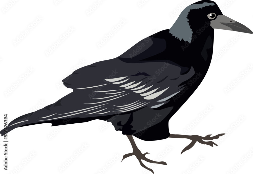 Fototapeta premium Black Crow. Vector illustration. Raven bird.