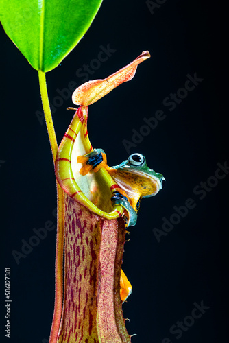 wallace's flying frog perched on nephentes flowers photo