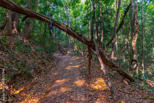 Udawattakele sanctuary in Kandy, Sri Lanka photo