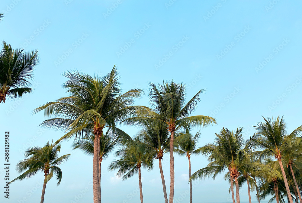 Coconut Palm Trees on Blue Sky Background