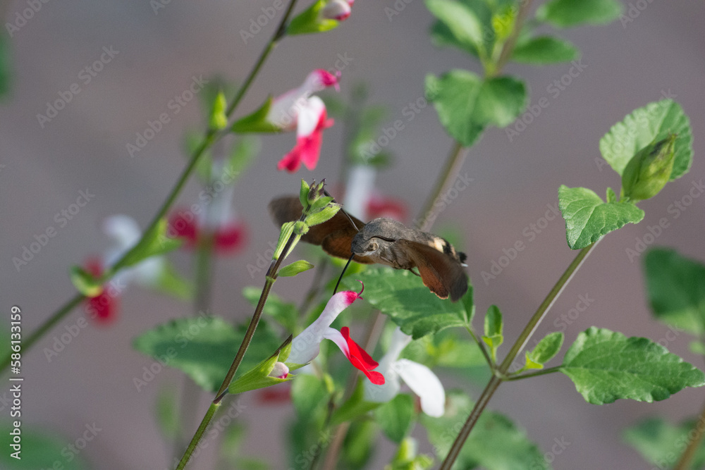 Obraz premium Hummingbird hawk-moth