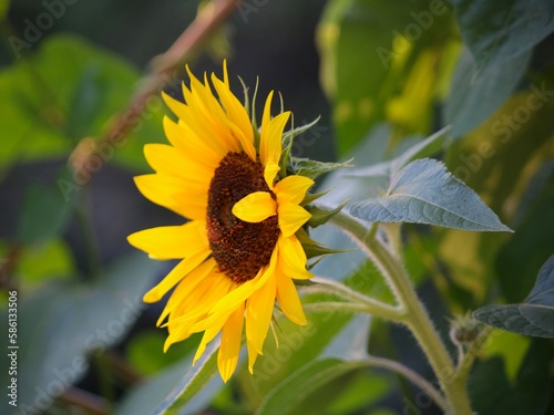 Wallpaper Mural Blossom of sunflower in the garden Torontodigital.ca