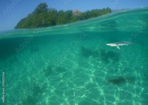 a small shark in the crystal clear waters of the caribbean sea © gustavo