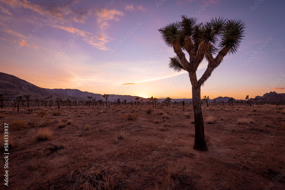 A Sunset to Remember. A Stunning View of Joshua Tree National Park.