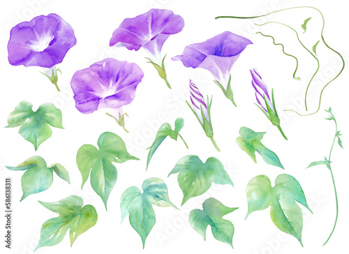 夏の花。赤紫色のアサガオの水彩イラスト。エレメントのセット。（透過背景）