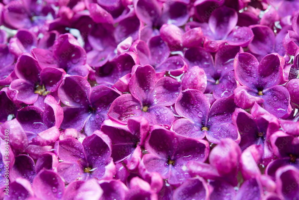 Happy mother's day, women's day or birthday background. Floral minimalism greeting card. Juicy purple lilac flowers in water drops. Happy mother's day, women's day or birthday background. Floral minimalism greeting card. Juicy purple lilac flowers in water drops.