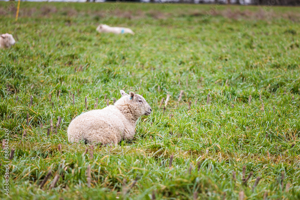 Group of sheep resting on grass in a spring time, England Group of sheep resting on grass in a spring time, England