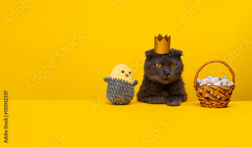 Knitted soft chicken and a cat with rabbit ears on a yellow background with copy space.cat shows tongue. Easter banner photo