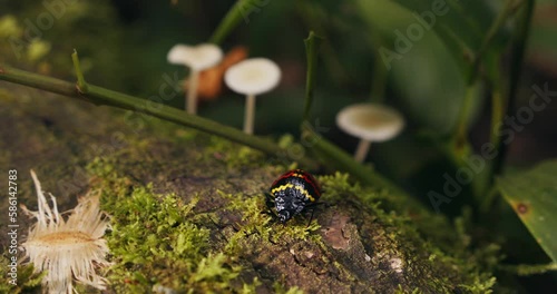 A colorful pleasing fungus beetle from the family Erotylidae on a branch covered with fungus and moss. Close up shot. photo