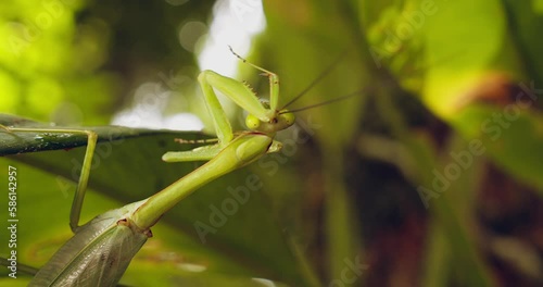 Beautiful close-up shot of a green praying mantis that cleans its triangular head and antennae with its gripping arm. photo