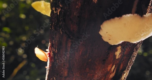 A fungus growing on the trunk of a tree in the rainforest attracts all kinds of ants. Close up shot photo