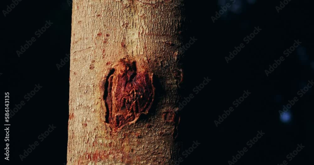 The tangarana tree with its protection through the aggressive fire ants