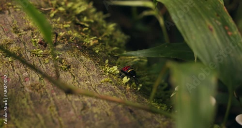 Macro pan of Pleasing Fungus Beetle walking on mossy bark photo