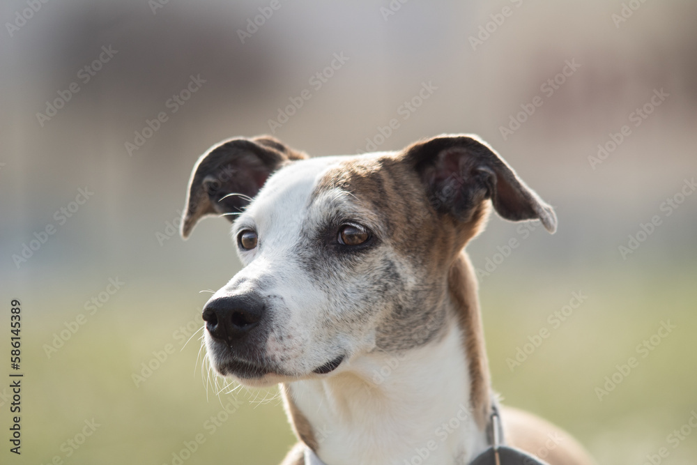 Portrait of a greyhound dog, with an alert expression. mongrel dog with copy space