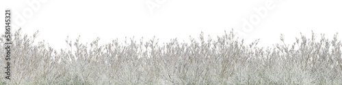 Snow grass field in nature, meadow in winter, Tropical forest isolated on transparent background - PNG file, 3D rendering illustration for create and design or etc