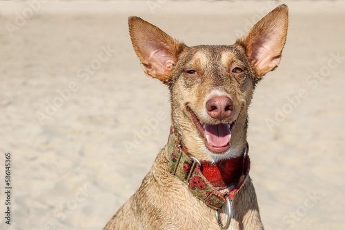 Portrait of female podenco dog posing on the beach happy.Pet plays outdoors in summer.