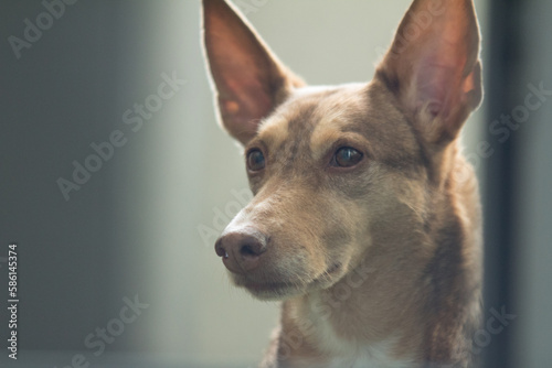 The head of Dog Podenco Canario (Podengo Portugues) Breed, red and white, isolated, close-up. Copy space. Purebred dog on dog show. photo
