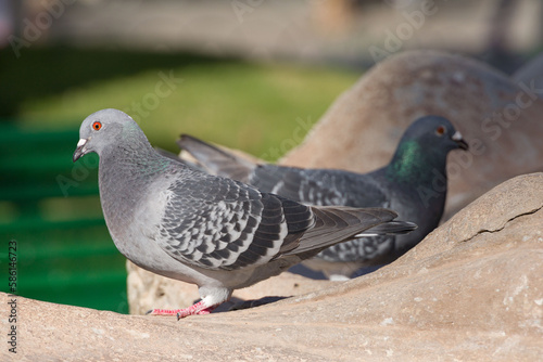 pair of pigeons on a rock © StudioLaMagica