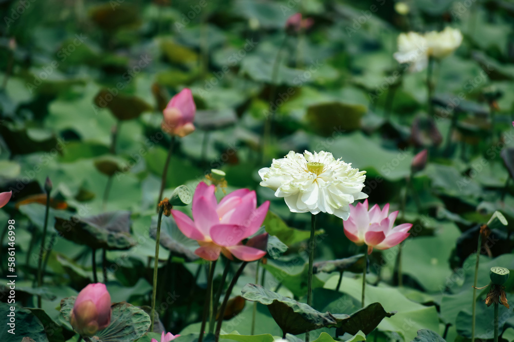 Beautiful white lotus flower and dragonfly in the lake Beautiful white lotus flower and dragonfly in the lake