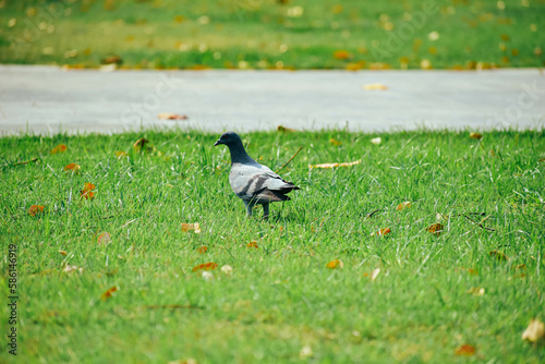 A pigeon that lives in a public park