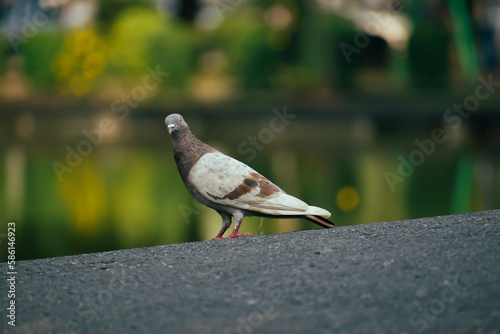 A pigeon that lives in a public park