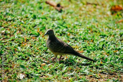 A pigeon that lives in a public park