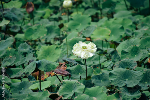 Beautiful white lotus flower and dragonfly in the lake