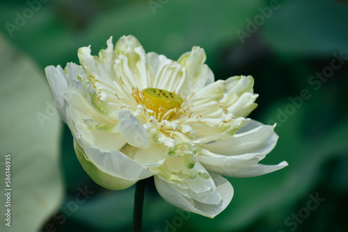 Beautiful white lotus flower and dragonfly in the lake