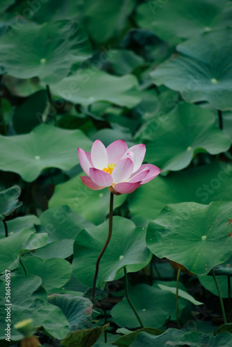 Beautiful white lotus flower and dragonfly in the lake