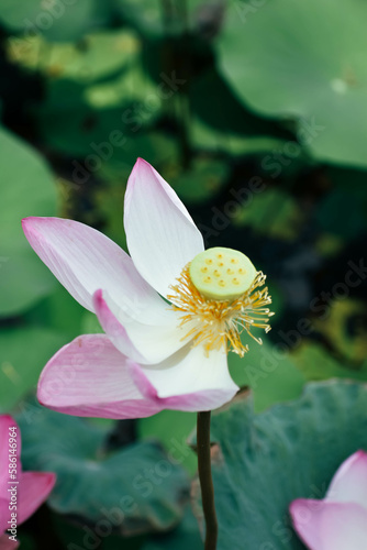 Beautiful white lotus flower and dragonfly in the lake