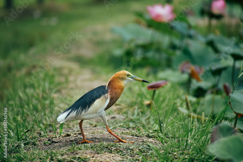 A pigeon that lives in a public park