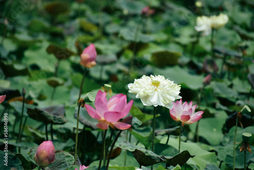 Beautiful white lotus flower and dragonfly in the lake
