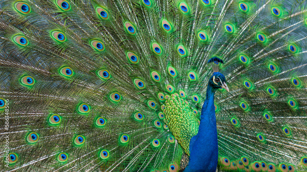 Obraz premium ein blauer Pfau mit offenem Gefieder