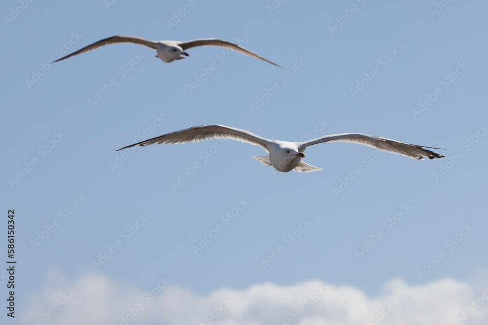Seagulls in flight over Walcott Coast Norfolk UK Seagulls in flight over Walcott Coast Norfolk UK