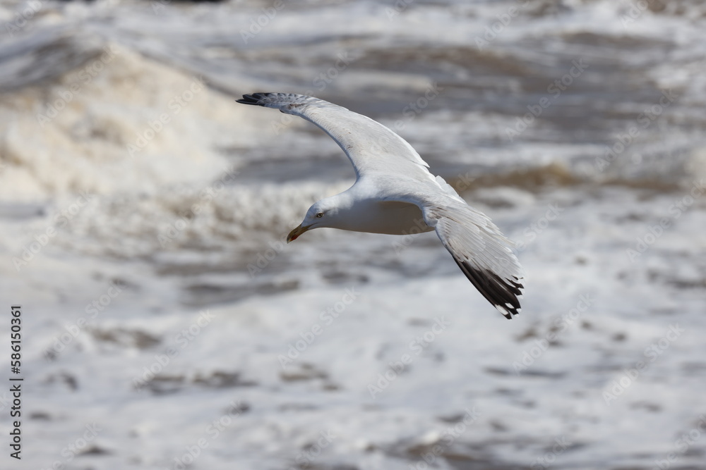 Seagulls in flight over Walcott Coast Norfolk UK Seagulls in flight over Walcott Coast Norfolk UK