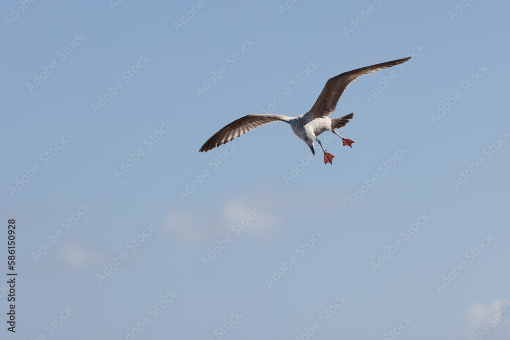 Seagulls in flight over Walcott Coast Norfolk UK Seagulls in flight over Walcott Coast Norfolk UK