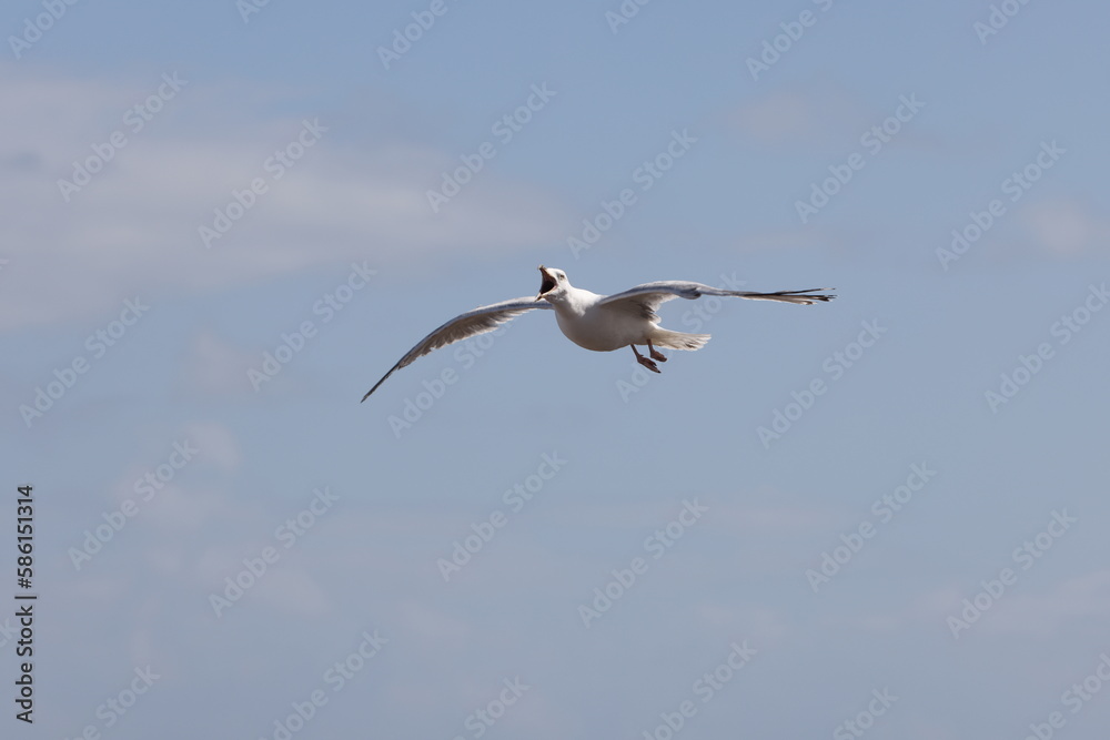 Seagulls in flight over Walcott Coast Norfolk UK Seagulls in flight over Walcott Coast Norfolk UK