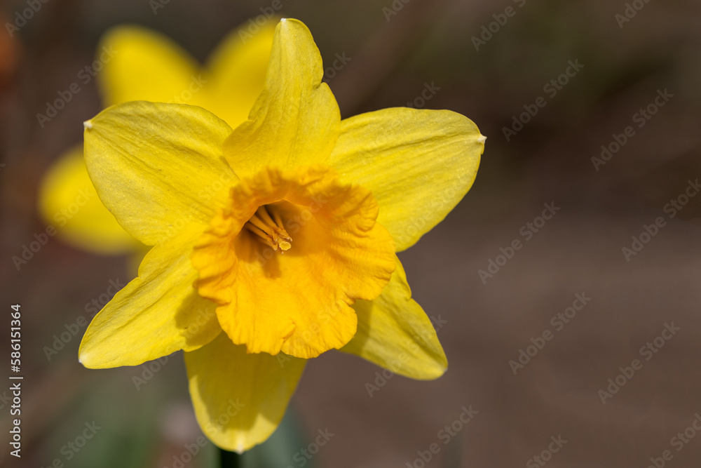 Flowers of yellow narcissus. Wonderful beautiful first spring flowers close-up in good quality. Beautiful floral background for a romantic greeting card